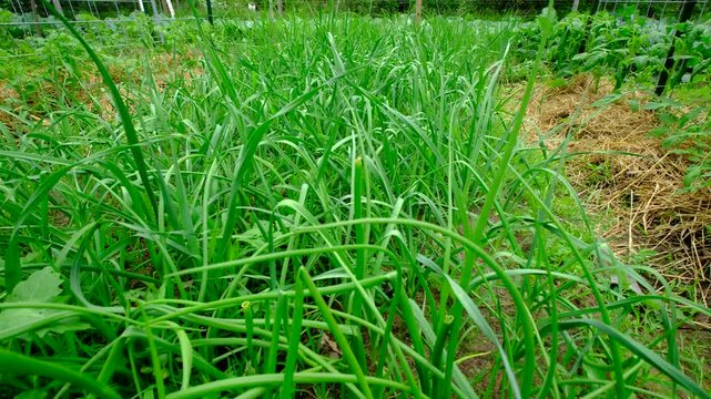 Moving camera up revealing lot of onions greens or scallions growing in vegetable garden next to leeks and other veggies