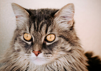 Close Up Gray Cat with Yellow Eyes Outdoor Natural Light Portrait