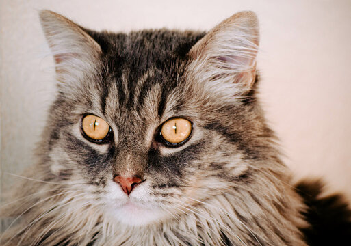 Close Up Gray Cat with Yellow Eyes Outdoor Natural Light Portrait