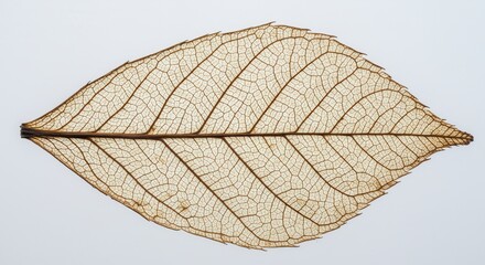 A delicate leaf skeleton shows intricate veins isolated on white background