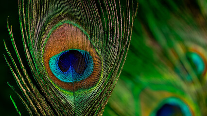 Macro view peacock feather showing detailed eye pattern and fibers.Tropical bird
