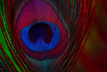 Peacock Feather Macro Under Multicolor Light, Vivid Texture, Shimmer. Fantasy