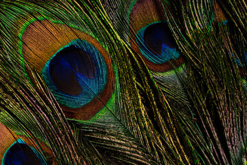 Fototapeta premium Multiple peacock feathers arranged as soft decorative background. Natural exotic