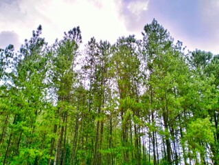 A pine forest with a daytime sky in the background. Natural background 
