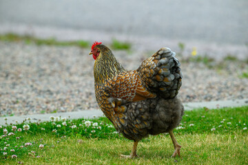 A chicken with striking patterned feathers roams a grassy patch adorned with small white flowers. The scene captures the tranquility of a quiet morning