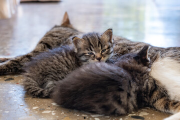 Cute baby cat. portrait of tiny tabby cat kitten in balcony