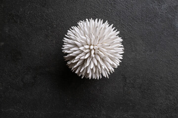 Minimalist top-down view of a white ceramic or sea-inspired decorative object, resembling a...