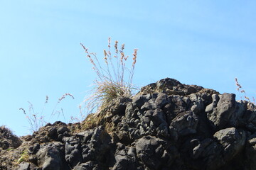 Dry grass growing on black volcanic rock under clear blue sky