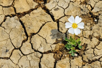 Resilience of life white flower in dry cracked earth