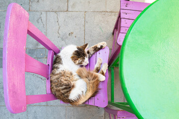 cute calico cat chilling and sleeping on bench, vibrant colors, , top down angle