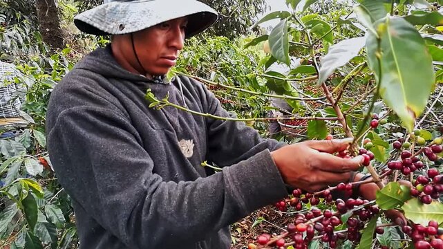 Close-up of a Latin American coffee picker selecting ripe Bourbon coffee beans.