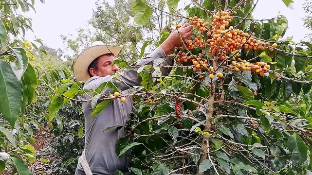 Happy farmers collecting Arabica coffee beans on the coffee tree.