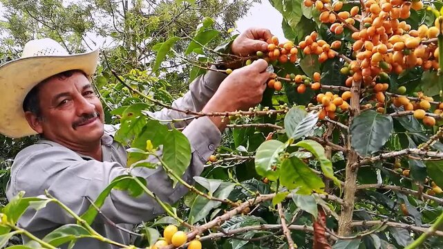Portrait of an elderly Latino coffee picker.
