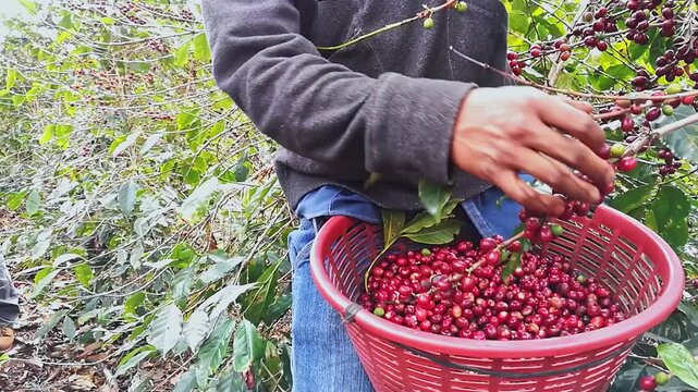 Close-up of a coffee picker cutting red coffee beans, which he then places in his red synthetic material basket.