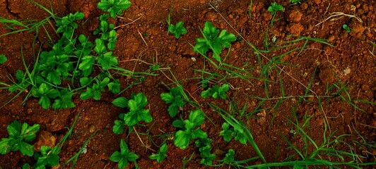 long background, This texture highlights the impact of climate change on land and ecosystems.