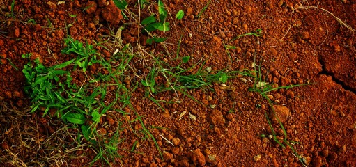 long background, This texture highlights the impact of climate change on land and ecosystems.