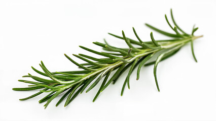 Single green rosemary sprig isolated on a clean white background. Suitable for culinary, herbal, botanical, or food-related design and educational uses where isolated plant imagery is needed.