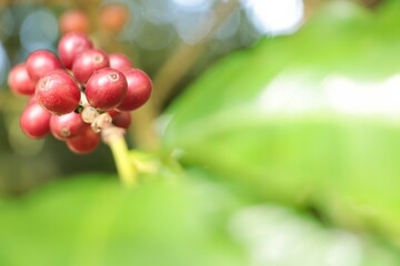 A branch with ripe coffee fruits, blurred green leaves, with negative space