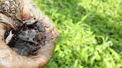 
Stingless bees nest in a tree trunk