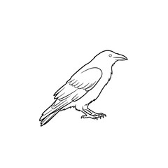 Black crow illustration in minimalistic style on white background  