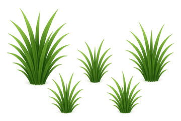 Fototapeta premium Isolate transparent A variety of lush green grass plants showcasing different heights and textures. PNG