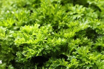 Fresh curly parsley as background, closeup view