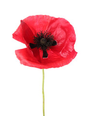One beautiful poppy flower isolated on white