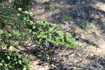 Spearwood (Kunzea ericifolia) in flower, South Australia