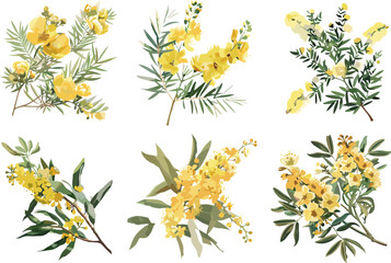 set of acacia flowers in color style, collection of beautiful flowers in color style