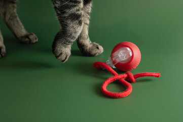 Feline Paws and Play: Cat with Red Interactive Toy on Green Background. Close-up studio photograph...
