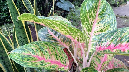 Colorful variegated leaves of exotic houseplants like Aglaonema and Caladium, featuring bold pink...