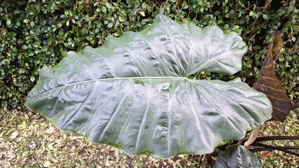 Wet Alocasia Serendipity Leaf: High Quality Close-Up with Raindrops, Lush Green Foliage with...
