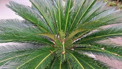 Green Foliage of Cycas Revoluta Palm in Close Focus, Exotic Tropical Plant Texture for Botanical and Garden Themes