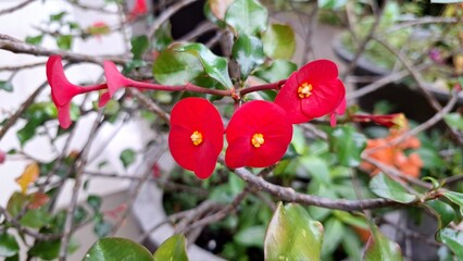 Vivid red Euphorbia milii (Crown of Thorns) flowers with lush green leaves, a beautiful close-up in tropical sunlight.