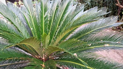 Nature Texture of Green Cycas Revoluta Leaves Under Sunlight, Ideal for Tropical Garden Concepts and Organic Templates