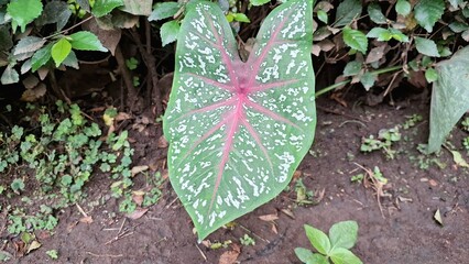 Colorful red caladium leaf pattern growing in outdoor tropical area used for ornamental garden decoration and landscape photography