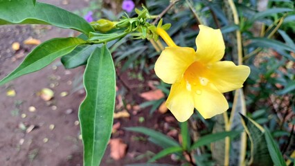 Vibrant Yellow Allamanda Cathartica in Full Bloom, Tropical Ornamental Flower Perfect for Nature Wallpapers, Eco Design Elements, and Garden-Themed Visual Content