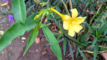 Tropical Yellow Allamanda Flower Blossoming on Vine, Ideal for Nature Stock Images, Botanical Illustrations, Garden Decor, Educational Prints, and Eco-Friendly Art