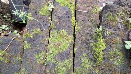 Green moss on aged bricks creates a natural and organic texture, forming a mossy brick wall...
