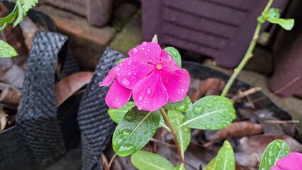 Fresh pink Madagascar Periwinkle flower (Catharanthus roseus) with green leaves and dewdrops, a popular flowering plant for gardens, home decor, and medicinal uses