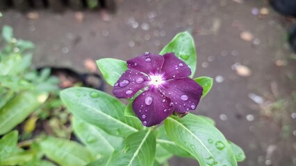 Beautiful dark violet purple Vinca flower (Catharanthus roseus) with raindrops and lush green foliage, symbolizing endurance and widely cultivated for decoration and traditional healing purposes	