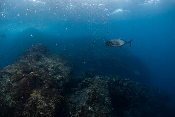바다의 거대한 트레발리, 얕은 바다 속에서 바위와 함께 헤엄치는 모습이 인상적인 순간을 담은 수중 사진