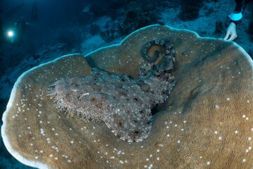 바다의 신비로운 공간과 워베공 샤크 wobbegong shjark 카페트 상어 carpet shark,...