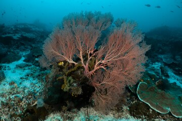 바다의 정원, 붉은색 해초가 바위산호와 함께 아름다운 수중 풍경을 만들어내고, 작은 물고기들이 그 주변을 유영하고 있다.