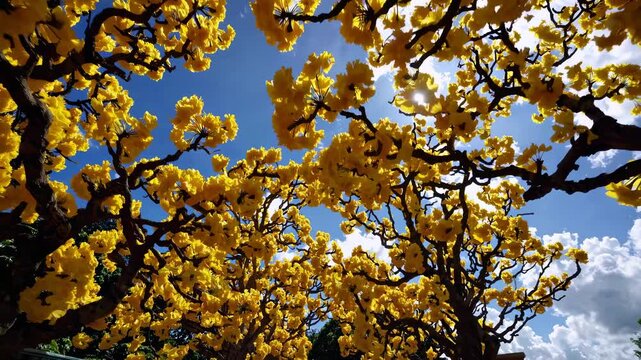 Yellow tabebuia trees in full bloom under clear blue sky during spring, vibrant floral canopy ideal for seasonal, tropical, travel, or nature-themed designs