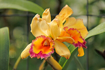 flor de orquídea color amarillo y detalles morados