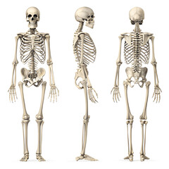 human skeleton three body view side back isolated on white background, 