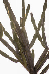 cactos com fundo branco