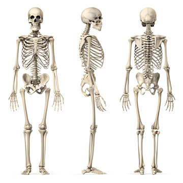 human skeleton three body view side back isolated on white background, 