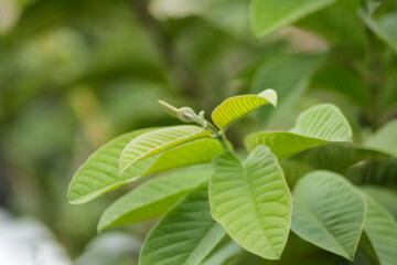 Guava leaves (Psidium guajava). Young guava leaves. Green leaf of guava on tree in the garden. Green guava leaf.	
